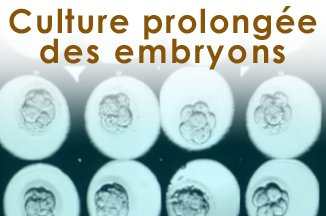 Culture prolongée des embryons